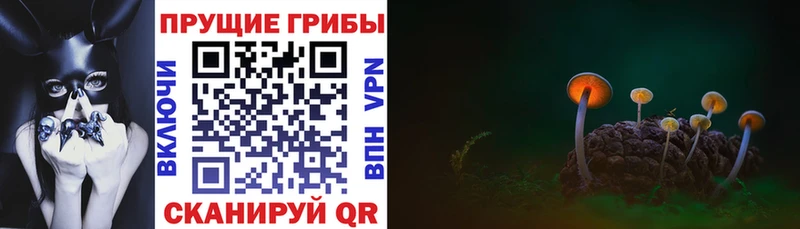 Купить  Кировск  Псилоцибиновые грибы MAGIC MUSHROOMS 
